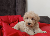 Maltipoo 2 aylık yavrular